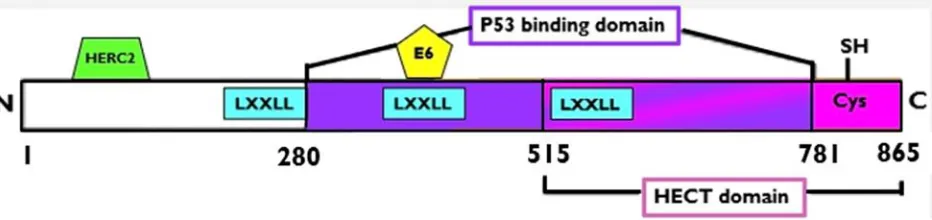 Figure 1. Structure of E6-AP. Location of the p53 binding domain, HECT domain, and E6 binding site from Talis (1998)