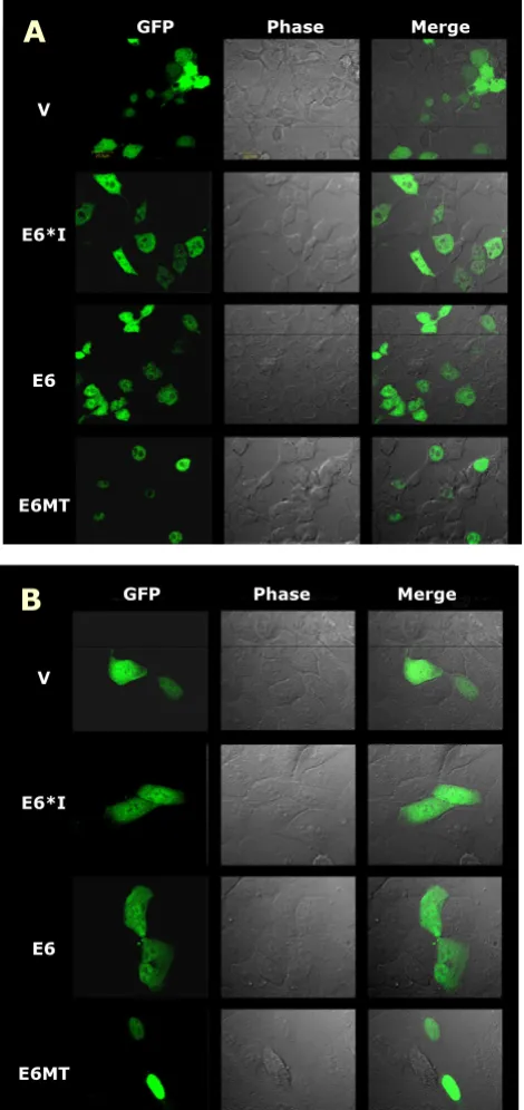 Figure 2(B)Cellular localization of HPV16 E6s in 293T (A) and HaCaT Cellular localization of HPV16 E6s in 293T (A) and HaCaT (B)