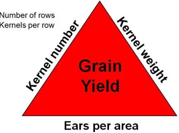 Figure 1 – Yield components of corn (Lauer, 2006) 