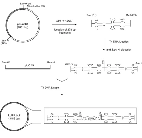 Figure 1Strategy Used to Construct LuIII Lt-LtStrategy Used to Construct LuIII Lt-Lt. White, grey and dotted regions represent LuIII, pUC19 vector and E