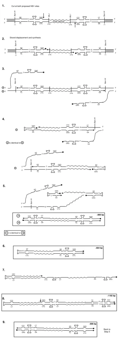 Figure 4Proposed Model for the Rescue and Replication of LuIII Lt-LtLuIII sequence are indicated