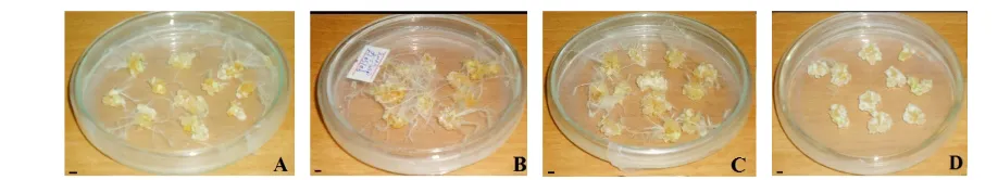 Figure 2. Callus induction from leaf explants. (A) 1.0 mg/lNAA + 0.5 mg/lBAP; (B) 2.0 mg/lNAA + 0.5 mg/lBAP; (C) 2.5 mg/lNAA + 0.5 mg/lBAP; (D) 4.0 mg/lBAP + 0.5 mg/lNAA