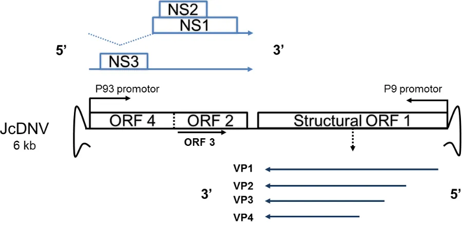 Figure 1. Genome of Junonia coenia densovirus depicting the open reading frames (ORF) of non-structural (NS) and structural proteins (VP), produced by leaky scanning and alternative splicing
