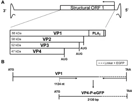 Figure 1.  Production of JcDNV structural proteins. (A) An open reading frame encodes the structural protein VP1, which contains a Phospholipase A2 (PLA2) region