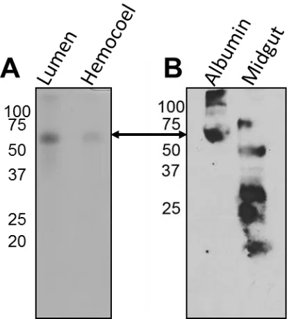 Figure 4. The integrity of albumin in the Ussing chamber and in midgut tissue. (A) After 2 hours in the respective chambers, albumin remained intact with no degradation detected in a 12% SDS-PAGE gel