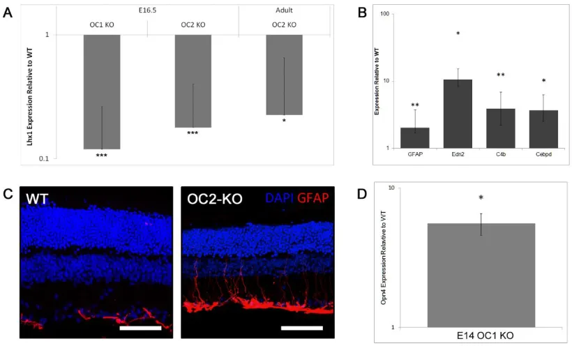 Figure 6. Unbiased search for changes in the OC2-deficient retina 