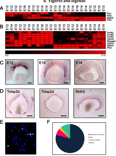 Figure 1. Survey of Plk3 expression in the retina 