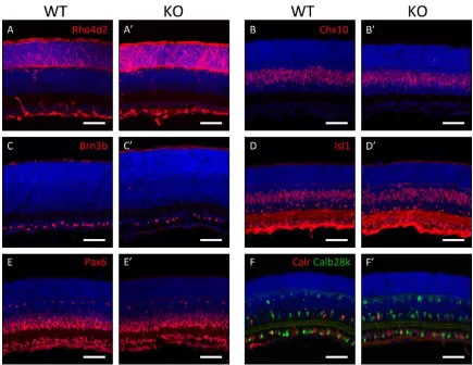 Figure 3. Morphological characterization of developing Plk3-KO retinas 