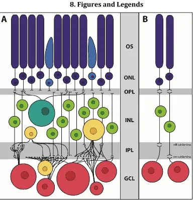 Figure 1. Retinal organization. 