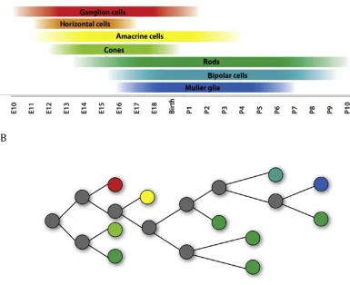 Figure 2. The competence model of retinal development.  