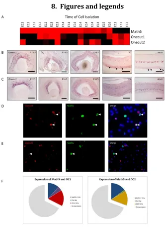 Figure 1. Expression of Onecut1 and Onecut2 in the developing murine retina.  