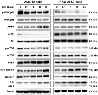Figure 9 sch B modulates the phosphorylation of Pi3K, akt, and mTOr, and the expression of aMPK, PTen, Pi3K class iii, beclin 1, lc3-i, and lc3-ii in mouse aMl-12 and raW 264.7 cells