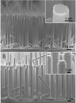 Figure 11: Electron micrographs of Si microwires plated with(A) nickel or (B) cobalt. Inset (A) shows cross section of coating.Inset (B) shows surface morphology.