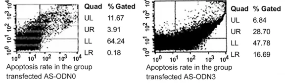Figure 1. Seven obvious binding site regions and fragment size obtained by primer extension