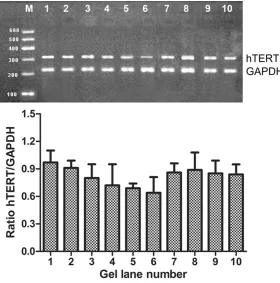 Figure 4. Antisense (AS-ODN3) and the control group were observed 24 hours after transfection of PC-3 cells in cell morphology