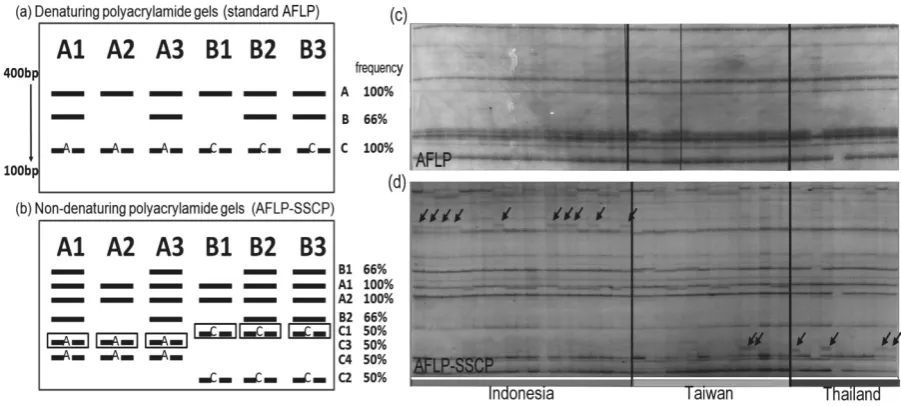 Table 1. Summary of SNPs discovered in sequenced from AFLP-SSCP method.              