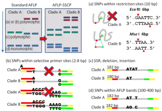 Figure 3. Four genetic variation types of standard AFLP and AFLP-SSCP. Genetic variation in AFLP and AFLP-SSCP: (a) SNPs within restriction sites (EcoRI: 6 bp and MseI: 4 bp); (b) SNPs within selective primer sites (EcoRI-ANNN: 1 - 4 bp and MseI-CNNN: 1 - 