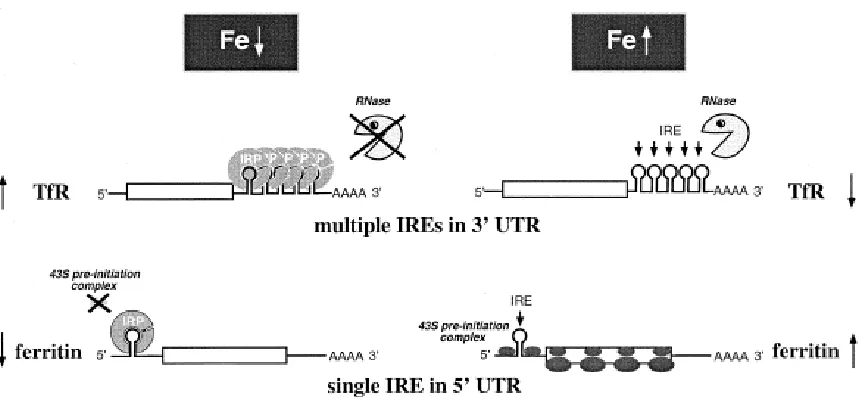 Figure 2.3.  Regulation of TfR and ferritin expression by IRE/IRP. From Pantopoulos (2004)