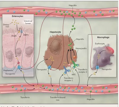Figure 2.4.  Iron homeostasis with hepcidin.  From Fleming and Bacon (2005). 