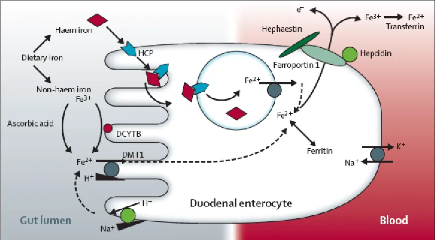 Figure 2.5.  Dietary iron uptake. From Zimmermann and Hurrell (2007).