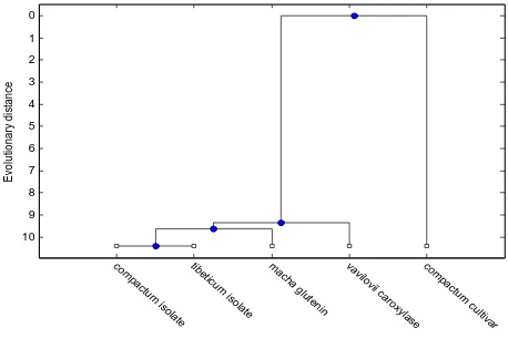 Fig 2. Phylogenetic tree for five wheat varieties 