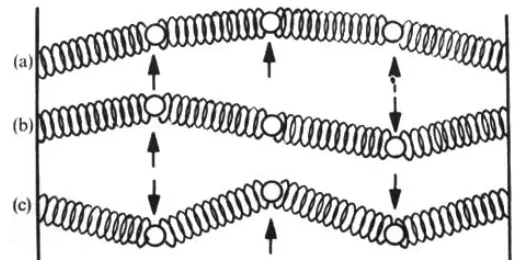 Figure 6. Transverse oscillations of mass-spring system [12] 