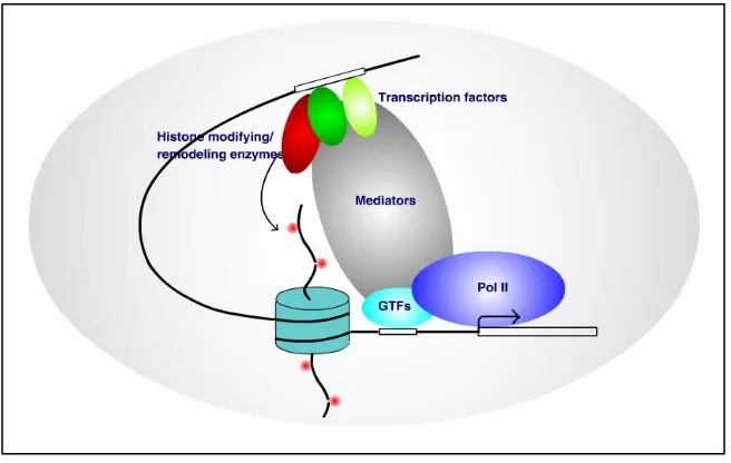 Fig 1-3. A model of transcription initiation in eukaryotic cells. Transcription factors bind to cis-DNA elements in the promoter, recruit histone modifying/ remodeling enzymes to alter chromatin structures so as to make DNA accessible to basic transcription machinery.