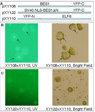 Fig 2-3. ELF6 interacts with BES1 in Arabidopsis mesophyll protoplasts, as shown by BiFC