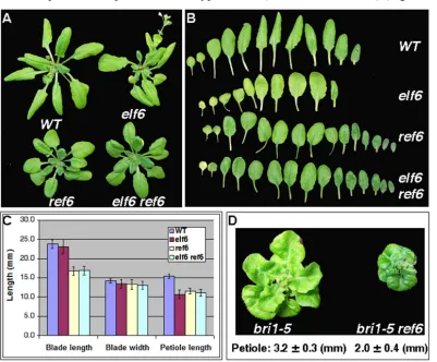 Fig 2-4. ELF6 and REF6 knock-out mutants show BR-related phenotype. (A) Wide-type (WT), elf6, ref6 and elf6 ref6 double mutants were grown in soil until the wild-type plants began bolting