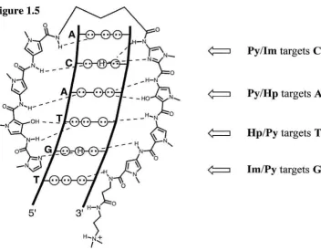 Figure 1.5. A schematic representation of the polyamide pairing rules. 