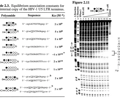 Table 2.3. Equilibrium association constants for an internal copy of the HIV -1 U5 LTR terminus