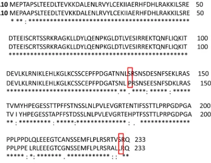 Figure 1. (Alignment of human and porcine BCL10) Alignment of hBCL10 (Gene Bank NP_003912) and pBCL10 (Gene Bank FJ-376731)