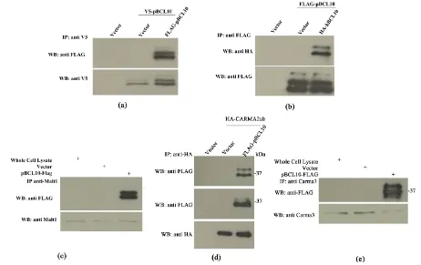 Figure 4. Subcellular localization of pBCL10. HEK-293 cells were transfected with mammalian FLAG-tagged vector, empty (vector) or expressing pBCL10