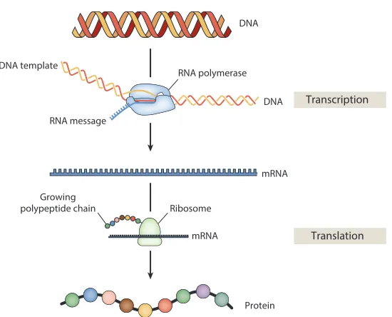 Figure 1.1: Central dogma of molecular biology. The pathway from DNA toprotein. When a gene is on, RNA polymerase translocates along the DNA andtranscribes the coding sequence into an mRNA template