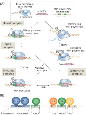 Figure 1.2:Transcription of bacterial genes by RNA polymerase.-10 site, and then a discriminator sequence