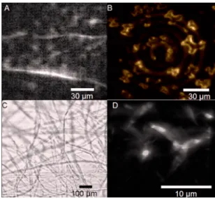FIG. 5. 共Color online兲 共a兲 An image of collagen fibers acquired using mul- mul-tifocal, multiphoton microscopy under stochastic scanning