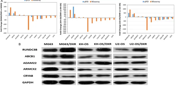 Figure 5. Differential expression of mRNAs was validated by qPCR and WB. Comparison of the microarray data and quantitative real-time PCR results