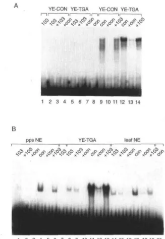 Figure 6. Gel-shift analysis. A, Extracts from yeast cells producing plant transcription factor TGAla (YE-TGA) and extracts from control cells (YE-CON) were tested for their ability to bind to labeled as103 (103) or ascon (con) elements as indicated