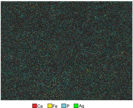 Figure 4 energy-dispersive X-ray spectroscopy elemental mapping of the main elements (cOll/ha-Fe3O4-cisPt obtained for a sample with seven layers).Abbreviations: cOll, collagen; ha, hydroxyapatite; Fe3O4, magnetite; cisPt, cisplatin.
