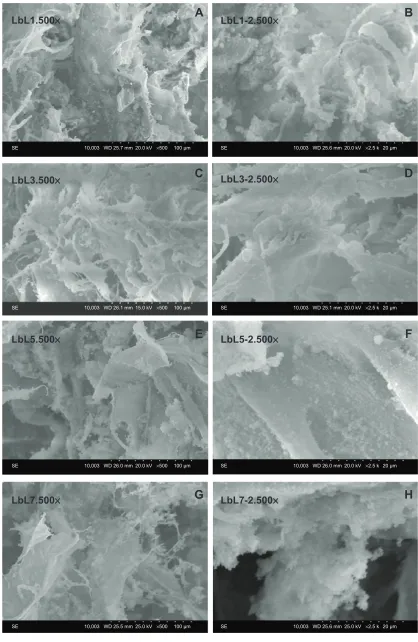 Figure 5 scanning electron microscopy images of cOll/ha-Fe3O4-CisPt obtained using a layer-by-layer technique (one, three, five, and seven layers).Notes: (A, C, E, G) images taken in se mode at 500× for the cOll/han-Fe3O4-cisPt samples with n=1, 3, 5 and 7; (B, D, F, H) images taken in se mode at 2.500× for the cOll/han-Fe3O4-cisPt samples with n=1, 3, 5 and 7.Abbreviations: cOll, collagen; ha, hydroxyapatite; Fe3O4, magnetite; cisPt, cisplatin; lbl, layer-by-layer; se, secondary electrons; WD, working distance.