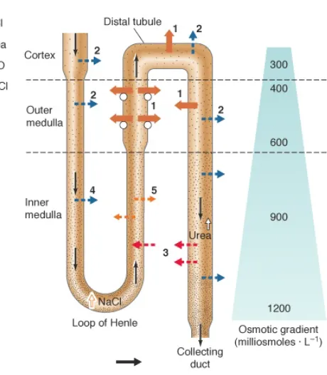 Figure 2.4: The osmolarity changes which bacteria may be exposed to when living in theurinary tract