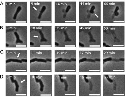 Figure 3.5: Image sequences showing typical cell morphology changes after exposure toosmotic challenge leading to cell death as a function of time