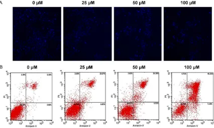 Figure 2. Osthenol promotes HCT116 cells apoptosis. A. DAPI staining showed the nucleus of HCT16 cells treated with 0, 25, 50, 100 μM osthenol