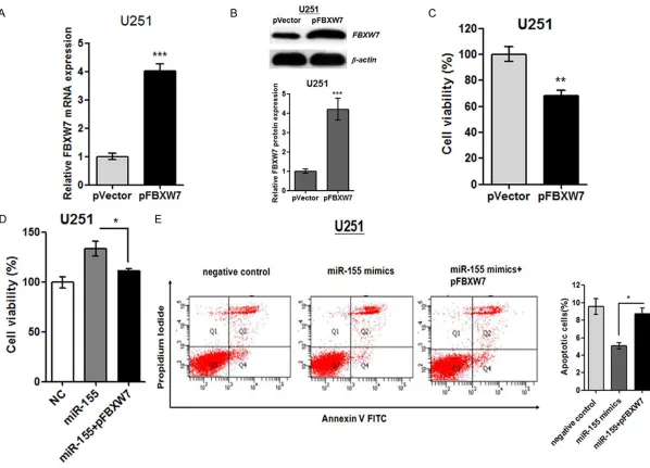 Figure 5. p-FBXW7 significantly reversed miR-155 effects on glioma cell function. A. RT-qPCR experiments showed that FBXW7 mRNA expression level was up-regulated after pFBXW7 transfection for 48 h in U251 cells