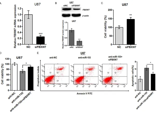 Figure 4. Si-FBXW7 abrogated the effects of miR-155 on glioma cell function. A. RT-qPCR showed that FBXW7 mRNA expression level was sufficiently suppressed by siFBXW7 transfection for 48 h in U87 cells