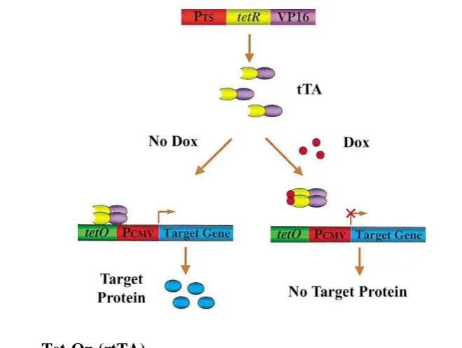 Figure 2: Tetracycline-controlled transcriptional activator (tTA) system: “Tet-Off” (ZHU et al., 2002) 