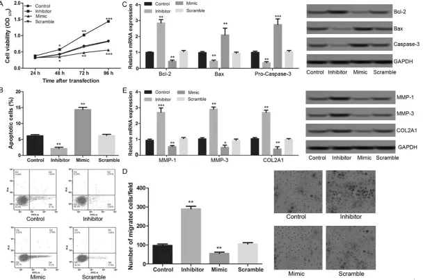 Figure 2. The suppression of miR-22 promoted proliferation, inhibited apoptosis, and enhanced migration of chondrocytes