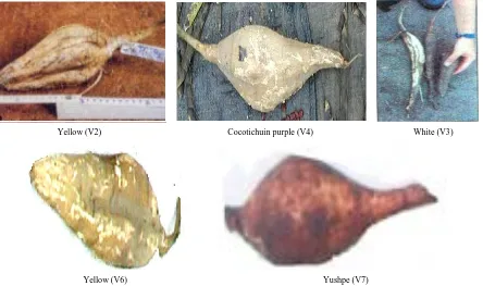 Figure 1. Digital images of five phenotypes variety of Pachyrhizus tuberosus originating from Peru