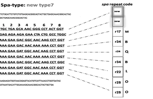 Figure 1. The sequence of 7 new spa types of S. aureus were isolated from north of Iran