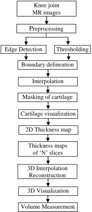 Fig.3. Thickness and volume measurement of knee cartilage 